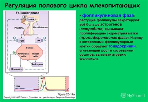 Фолликулиновая фаза: понятие и значение в цикле волос