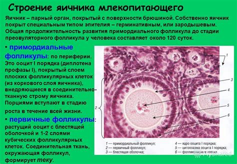 Фолликулы множественные по периферии: основные характеристики и причины возникновения