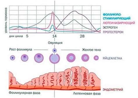 Фолликулярная фаза: рост яйцеклетки