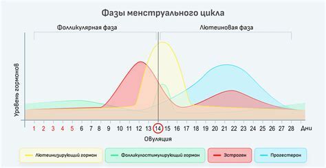 Фолликулярная фаза цикла: норма и значение