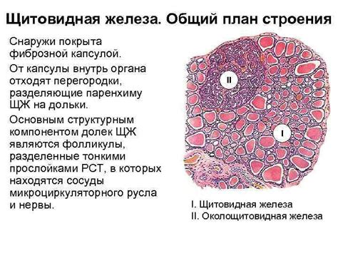 Фолликулярная эпителия: что это такое и почему она важна