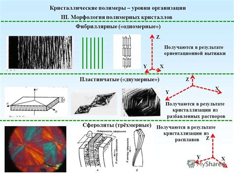 Форма и структура аморфного существа