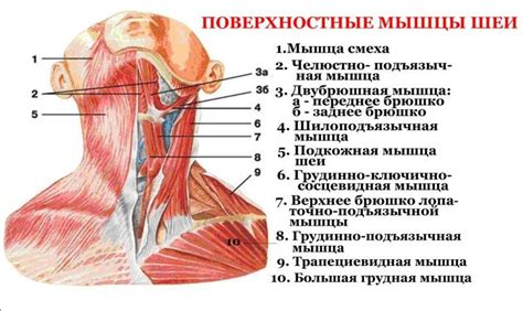 Форма и функции шеи у мужчин