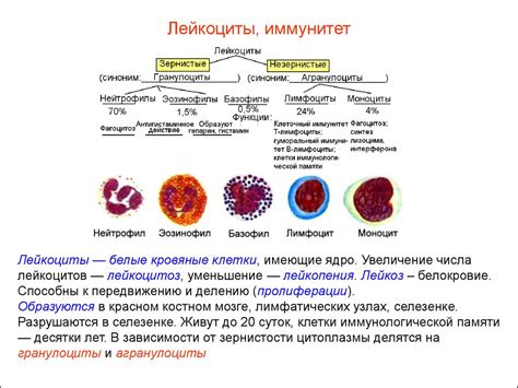 Форменные элементы крови: основные факты и функции