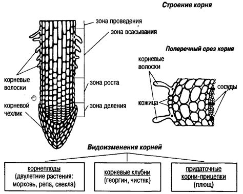 Формирование и структура стержневого корня