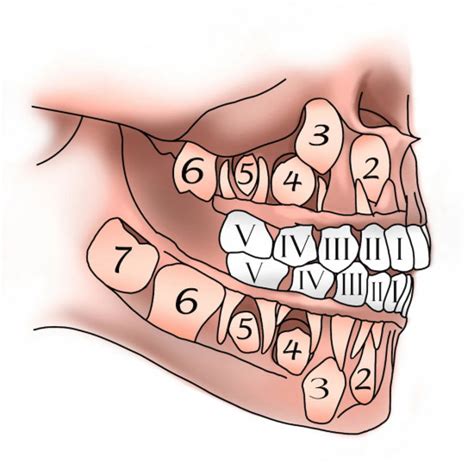 Формирование седьмого зуба в нижней челюсти