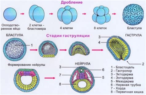 Формирование тканей и органов в стадии эмбрио BL1