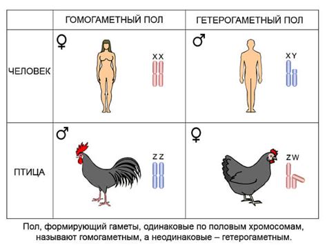 Формы гермафродитизма у человека