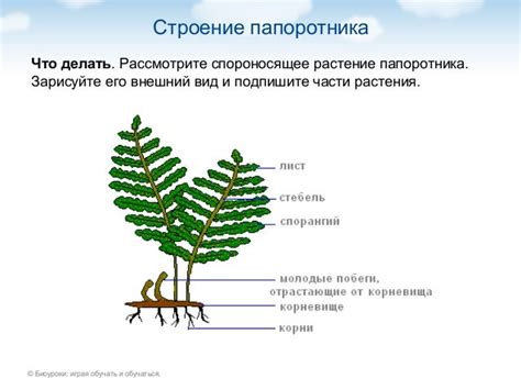 Фотографии гнездовика и его внешний вид