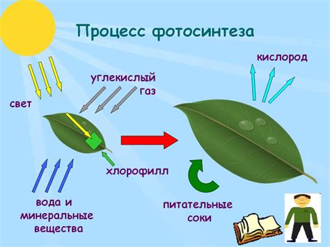 Фотосинтез и углекислый газ