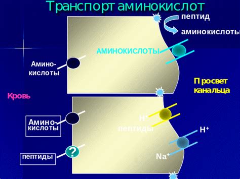 Фрагментарный кровоток и его значение для организма