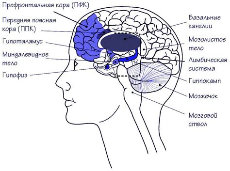 Фронтальная часть: основные характеристики и понятие