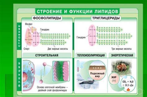 Функции, выполняемые растениями