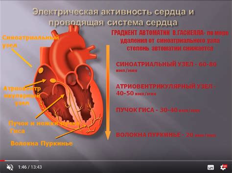 Функции автоматизма сердца