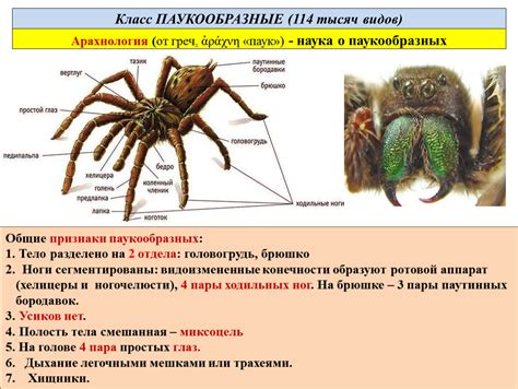 Функции адульта в паукообразных сообществах