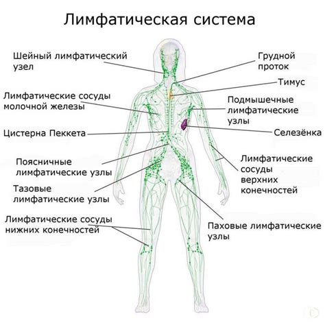 Функции аксиллярных лимфатических узлов