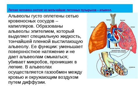 Функции альвеол легких и их роль в обмене газами