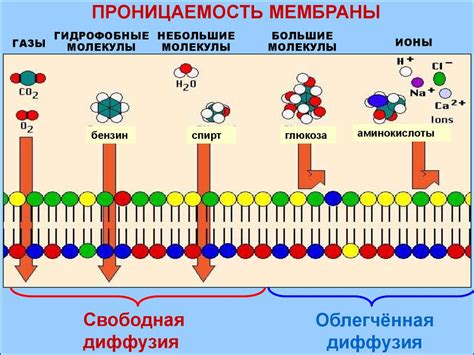 Функции амплитуды в биологических системах