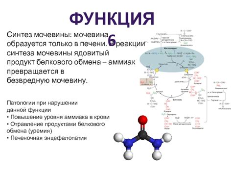 Функции белкового обмена у мужчин