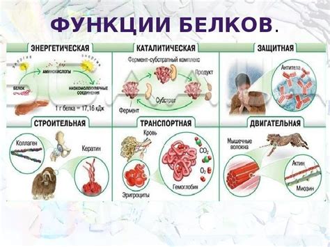 Функции белков в клетке