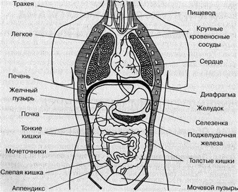 Функции вентрального расположения органов