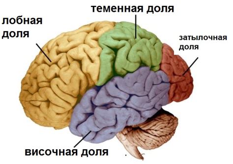 Функции височной части головы в организме