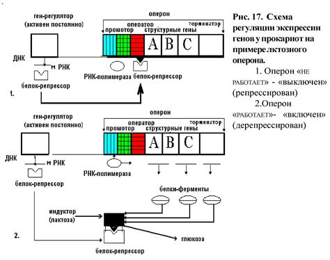 Функции гена