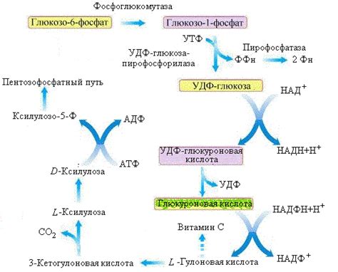 Функции глюкозы в организме