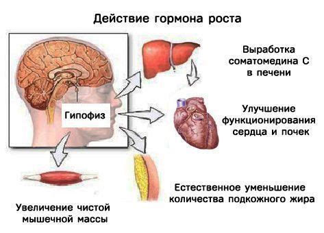 Функции гормона роста в организме