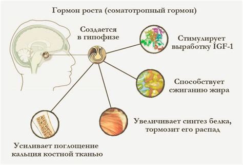 Функции гормона шишковидного тела