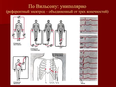 Функции грудных отведений ЭКГ