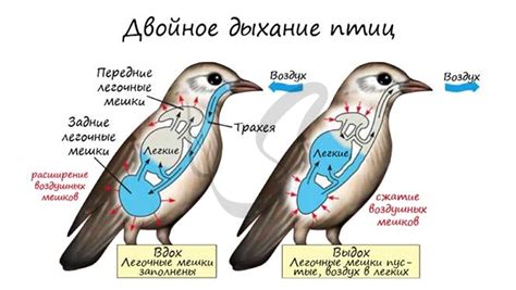 Функции гузки у птицы