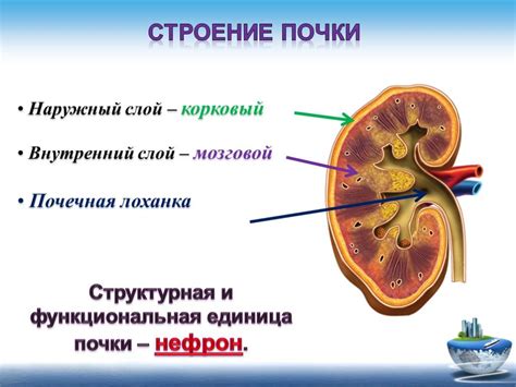 Функции дифференцированной паренхимы почек