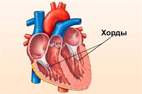 Функции дополнительной хорды левого желудочка