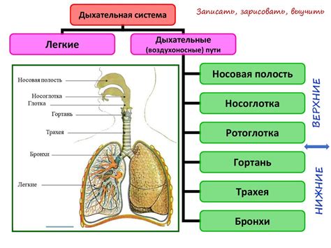 Функции дыхательной системы и ее значение для жизни человека