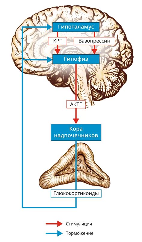 Функции дьякона