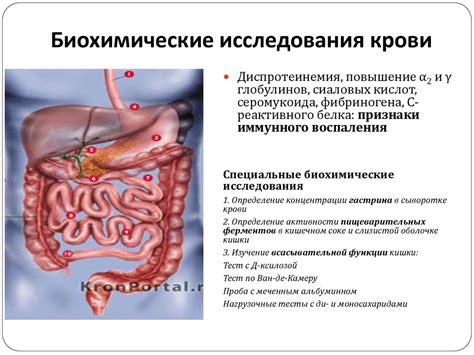 Функции желудочно-кишечного тракта