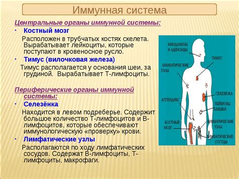 Функции иммунной системы