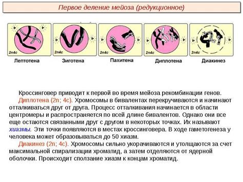 Функции интактной хиазмы