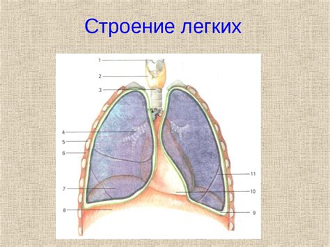 Функции и значение легких