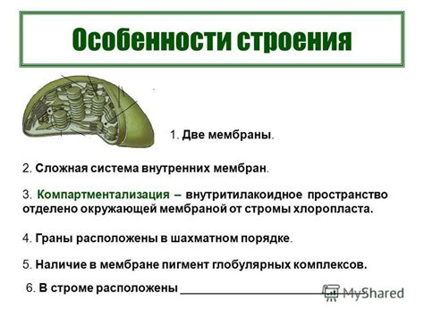 Функции и особенности лизиса