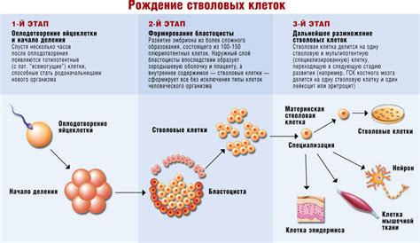 Функции и особенности стволовых клеток