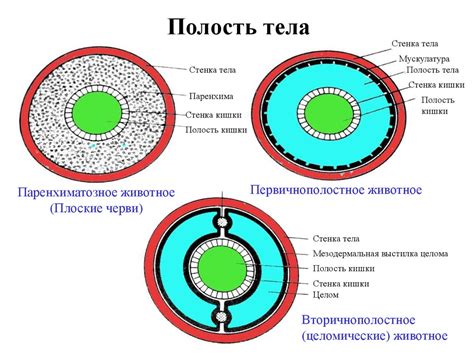 Функции и строение вторичной полости тела у хордовых