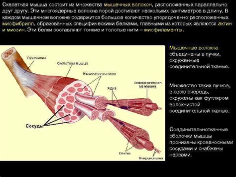 Функции и элементы копрограммы мышечных волокон