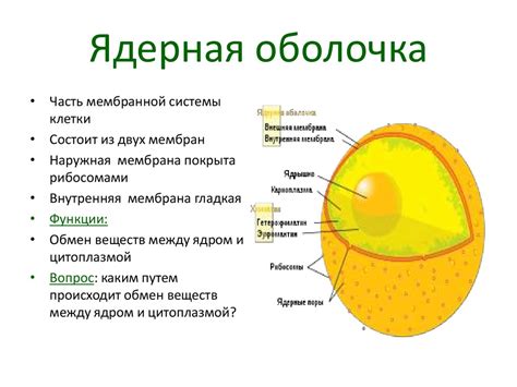 Функции кишечнорастворимой оболочки