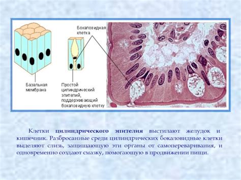 Функции клетки цилиндрического эпителия