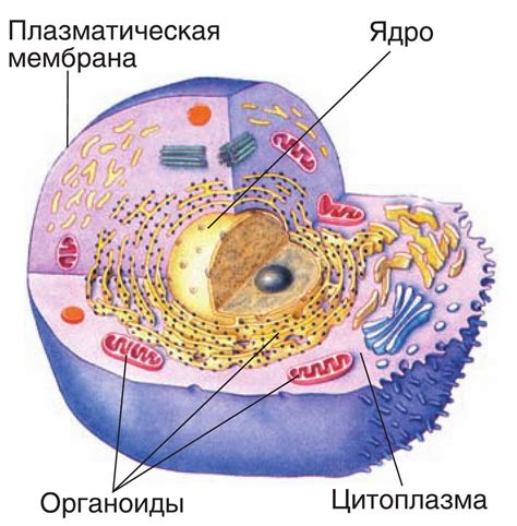 Функции клеток в защите организма