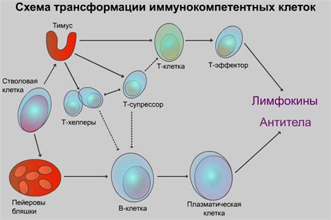 Функции клеток зоны трансформации в окрашивании по Лейшману