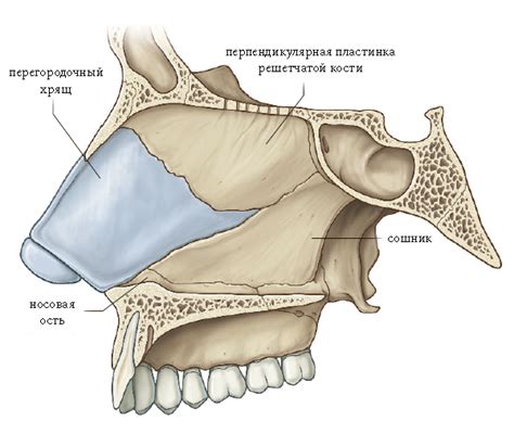 Функции костной части спинки носа