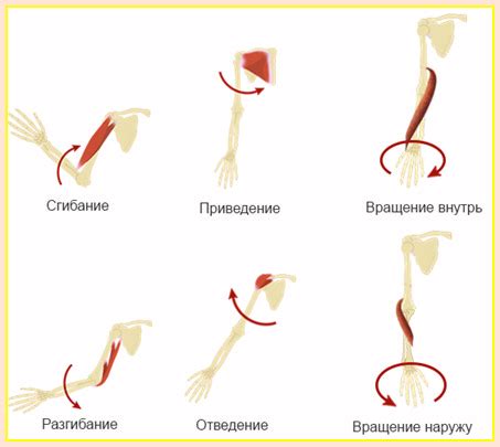 Функции косых мышц в организме